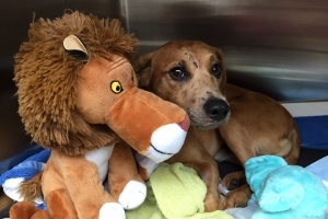 Bumper pictured in kennel with stuffed animal